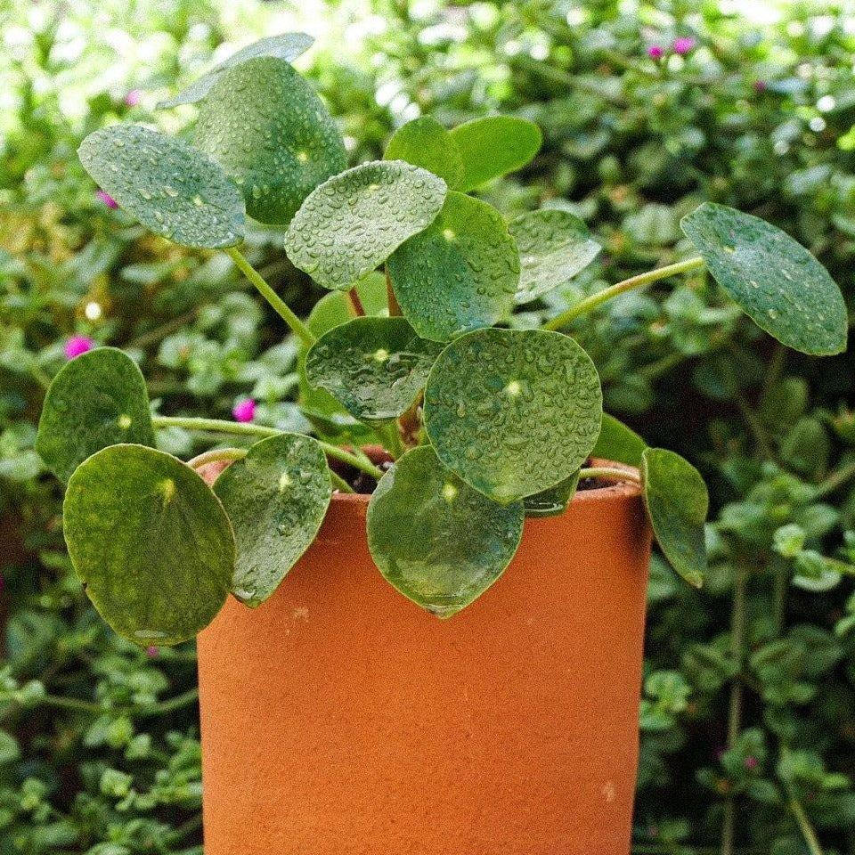 Pilea peperomioides - Comprar online en Chile