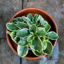 Cargar imagen en el visor de la galería, Peperomia obtusifolia
