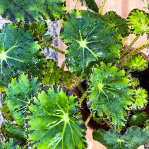 Begonia bowerae