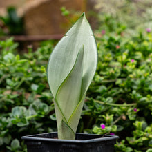 Cargar imagen en el visor de la galería, Sansevieria moonshine
