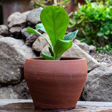 Cargar imagen en el visor de la galería, Ficus lyrata
