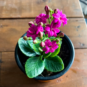 Kalanchoe