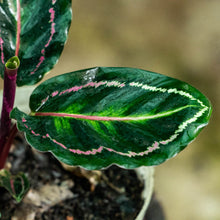 Cargar imagen en el visor de la galería, Calathea roseopicta illustrus
