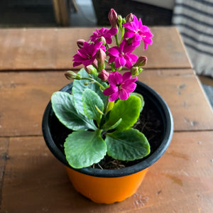 Kalanchoe