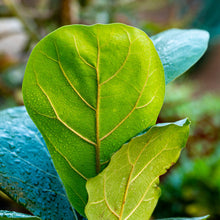 Cargar imagen en el visor de la galería, Ficus lyrata
