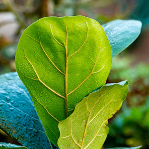 Ficus lyrata