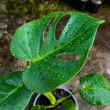 Cargar imagen en el visor de la galería, Monstera deliciosa
