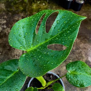 Monstera deliciosa