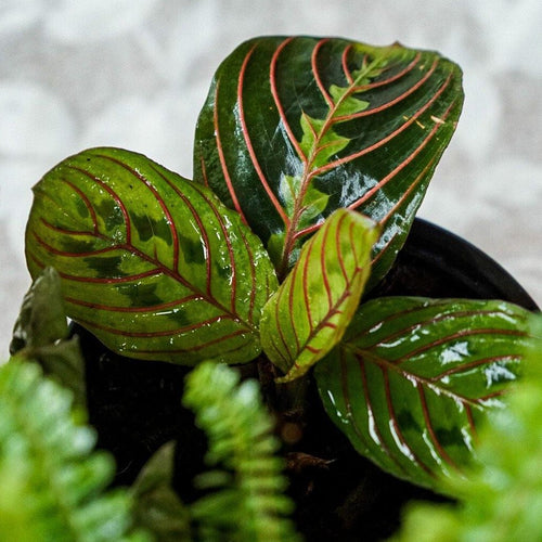 Comprar Maranta leuconeura online en Chile