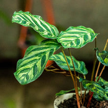 Cargar imagen en el visor de la galería, Calathea makoyana
