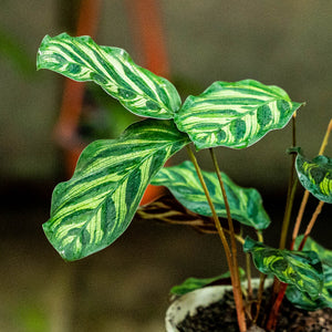 Calathea makoyana