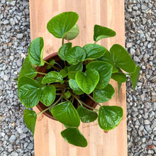 Cargar imagen en el visor de la galería, Peperomia rana verde
