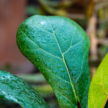 Cargar imagen en el visor de la galería, Ficus lyrata
