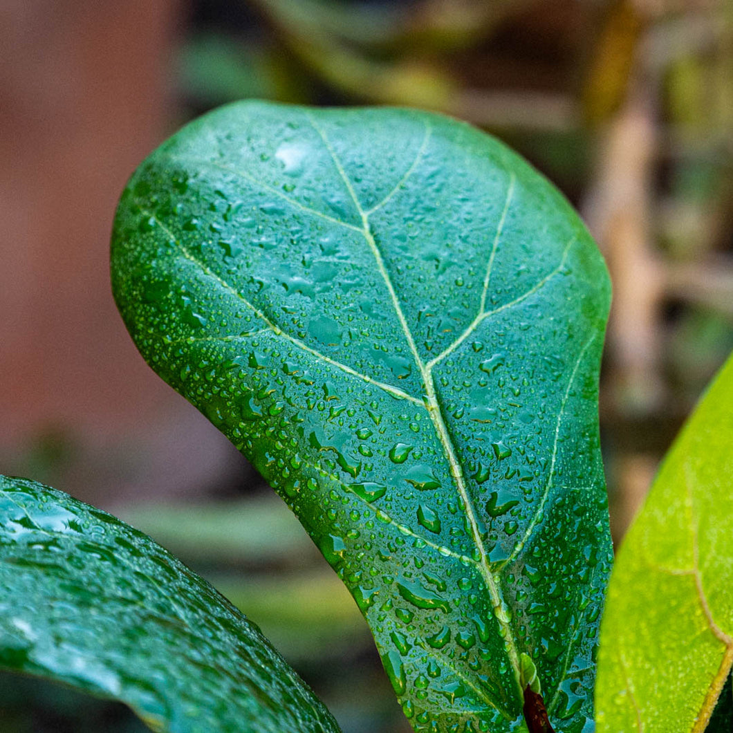 Ficus lyrata