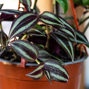 Tradescantia