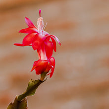 Cargar imagen en el visor de la galería, Cactus Pata de Jaiba
