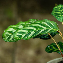 Cargar imagen en el visor de la galería, Calathea makoyana
