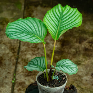 Calathea orbifolia