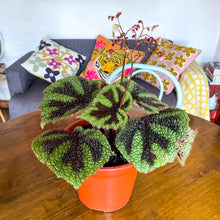 Cargar imagen en el visor de la galería, Begonia masoniana
