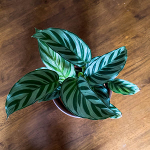 Calathea freddie