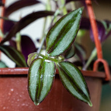 Cargar imagen en el visor de la galería, Tradescantia
