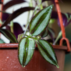 Tradescantia