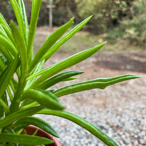 Peperomia nevada