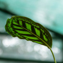 Cargar imagen en el visor de la galería, Calathea flamestar
