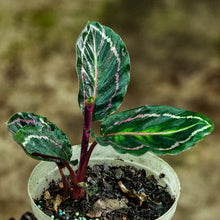 Cargar imagen en el visor de la galería, Calathea roseopicta illustrus
