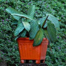 Cargar imagen en el visor de la galería, Ctenanthe setosa
