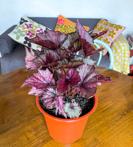 Begonia rex