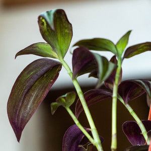 Tradescantia