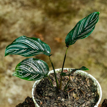 Cargar imagen en el visor de la galería, Calathea ornata
