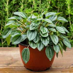 Peperomia Napoli Nights - Comprar online en Chile