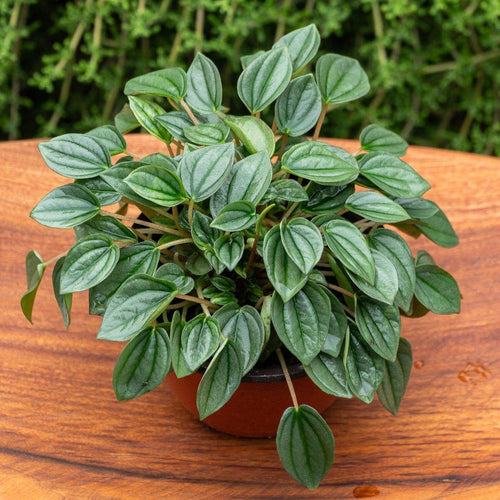 Peperomia Napoli Nights - Comprar online en Chile