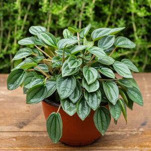 Peperomia Napoli Nights - Comprar online en Chile