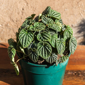 Peperomia caperata - Comprar online en Chile