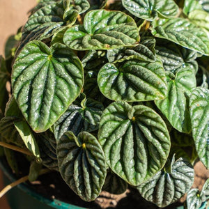 Peperomia caperata - Comprar online en Chile