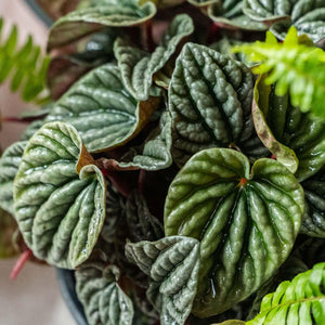 Peperomia caperata - Comprar online en Chile