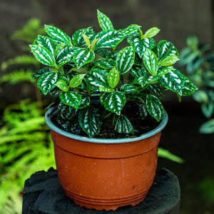 Pilea cadierei