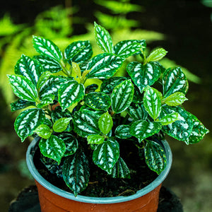 Pilea cadierei