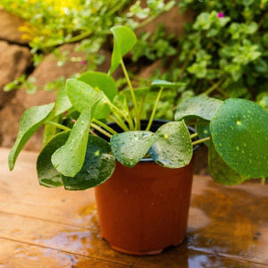 Pilea peperomioides - Comprar online en Chile