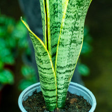 Cargar imagen en el visor de la galería, Sansevieria trifasciata
