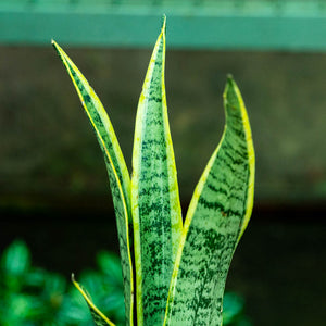 Sansevieria trifasciata