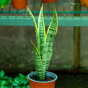 Sansevieria trifasciata